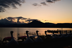 swan boats
