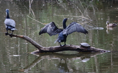 鳥と亀と池