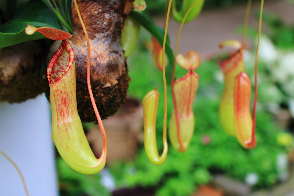 食虫植物の群