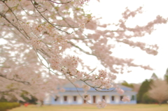 桜舞うこの場所で