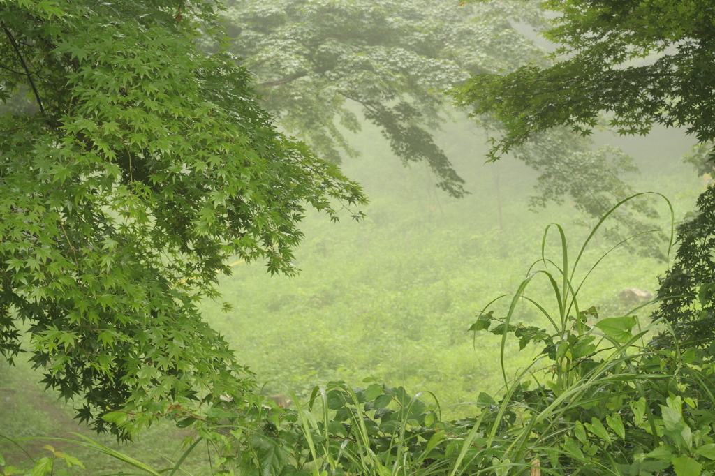 濃霧の丘
