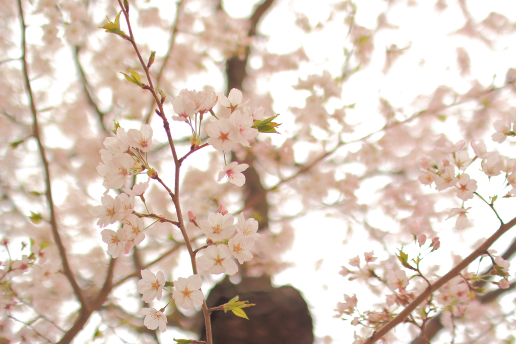 佐倉桜咲く