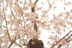 佐倉桜咲く