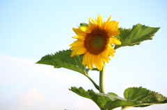夏の定番開花
