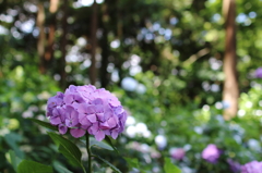 紫陽花の森