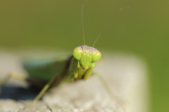 マンティス