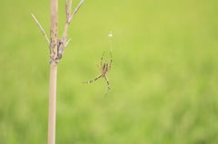 蜘蛛の田んぼ