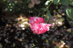 Pink rose