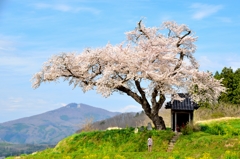 春待人   ～小沢の桜～