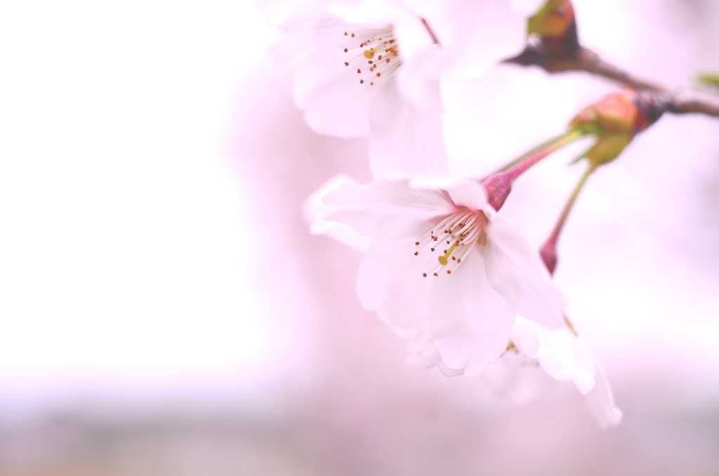 淡桜