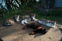 猫さん達はお休み中