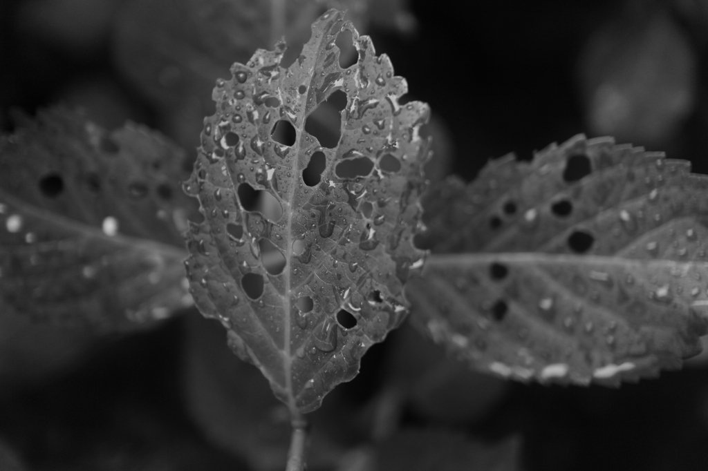 むしくいだらけ