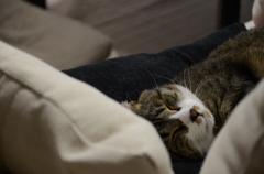 夜も寝る猫
