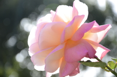 逆光の秋薔薇