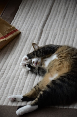 顔洗い中の猫