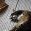 顔洗い中の猫