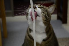 びよよーんをぺろろーん
