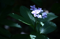 シュッとした感じで紫陽花