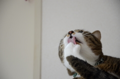 手ペロ