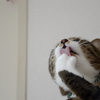 手ペロ