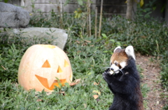 かぼちゃとレッサーパンダ