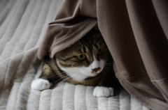かくれんぼ