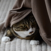 かくれんぼ