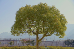 公園