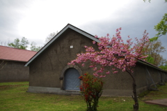 桜と倉庫