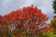 滝野公園