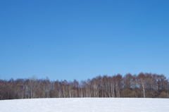 野幌森林公園　しらかば