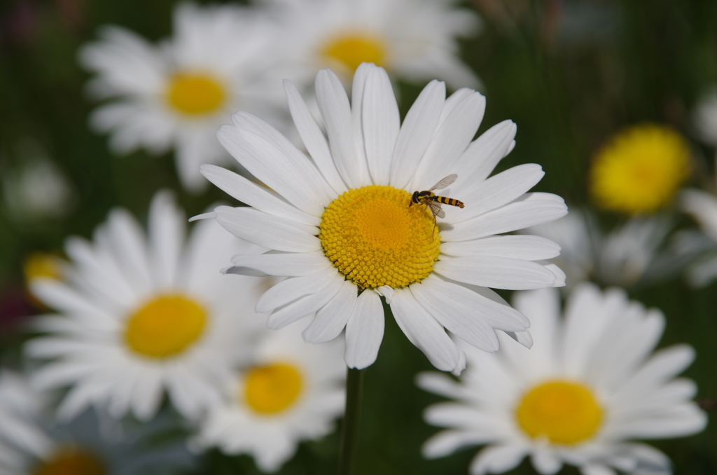 花の蜜を吸う