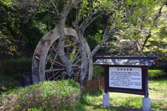 杉並木公園