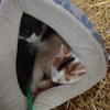 猫さんすやぁー