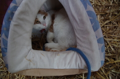 猫さん