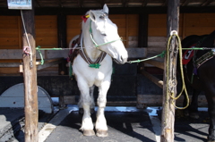 道産子馬