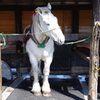 道産子馬