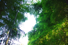 竹林