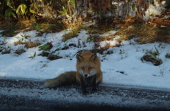 キタキツネさん