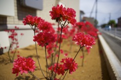 風が邪魔だよーん
