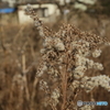 散歩・・・