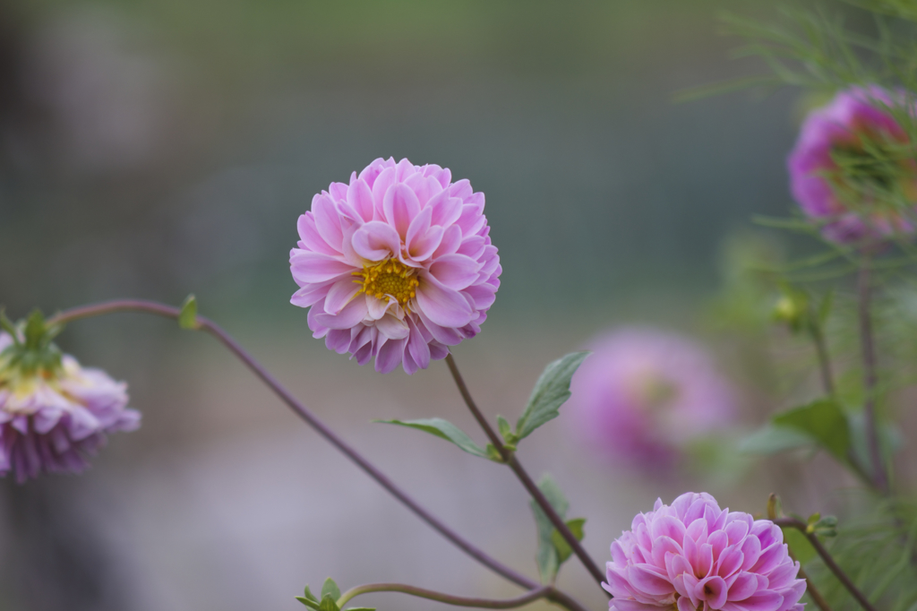 古い国産レンズで。秋の始まり。