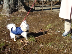 冬晴れ　愛犬と