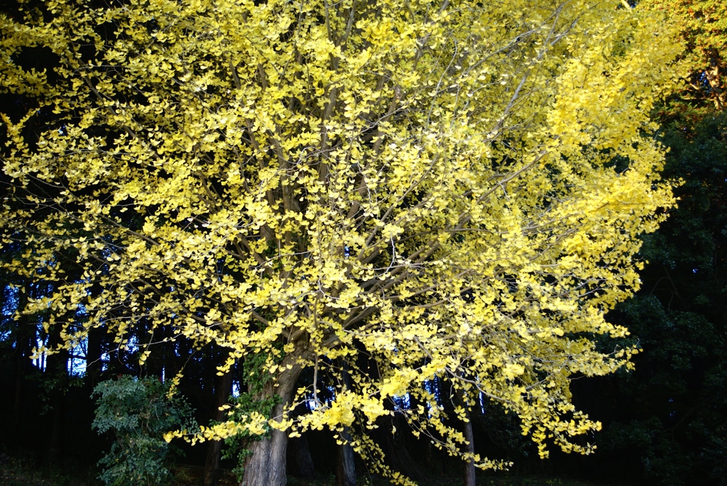 日暮れ前に輝く黄金色