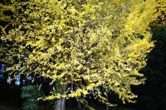 日暮れ前に輝く黄金色