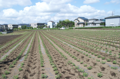 途中で気になった畑の畝