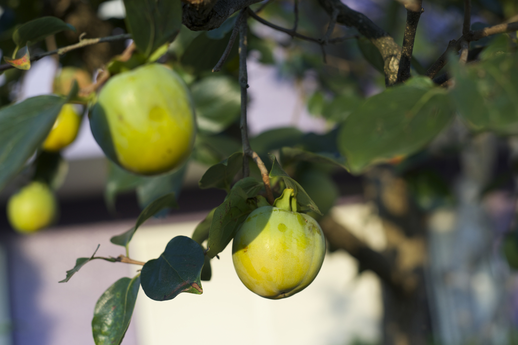 α７とオールドレンズ