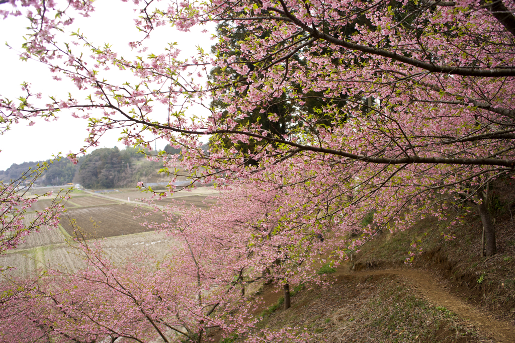 「平成の花咲か爺」に感謝