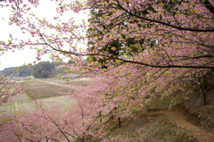 「平成の花咲か爺」に感謝