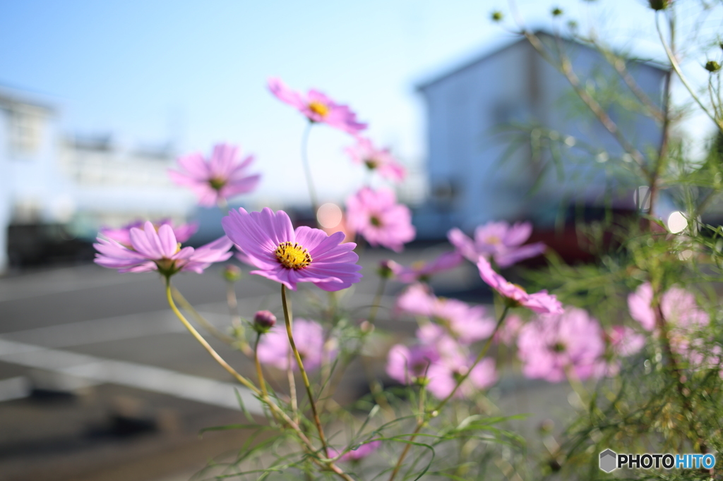 秋桜（コスモス）